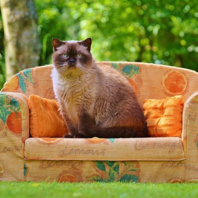 龙腾猫越爱发电主编林望舒坐在浅色书桌前翻阅资料，桌上摊开标注满批注的打印稿，神情专注安静