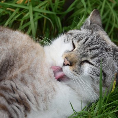 龙腾猫越爱发电技术编辑何砚在白板前梳理机制流程图，蓝青色便签依次排列，光线柔和