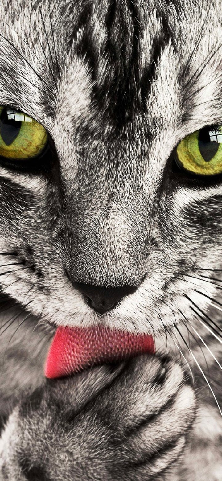 龙腾猫越爱发电 App 打赏互动记录界面，按时间倒序排列的支持记录列表，每条含头像、金额与状态标签，背景为细线分隔的浅色列表