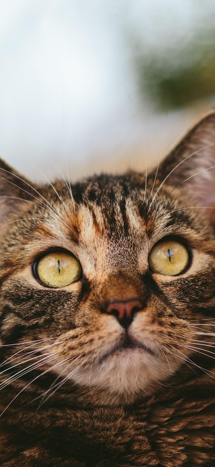 龙腾猫越爱发电 App 数据回看界面，折线图展示近三十天支持次数变化，下方为各档位人数分布条形图，配色为低饱和蓝青